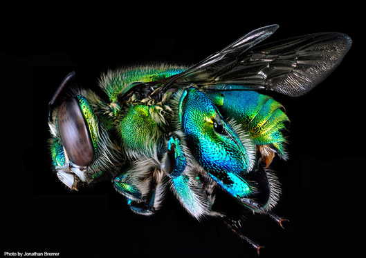 Bee image.