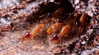 conehead termite 