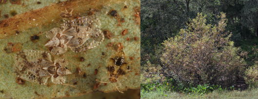 (Left to Right) Lace Bugs on Salix caroliniana and damaged Willow caused by Corythucha mollicula. Photos by Lyle Buss.