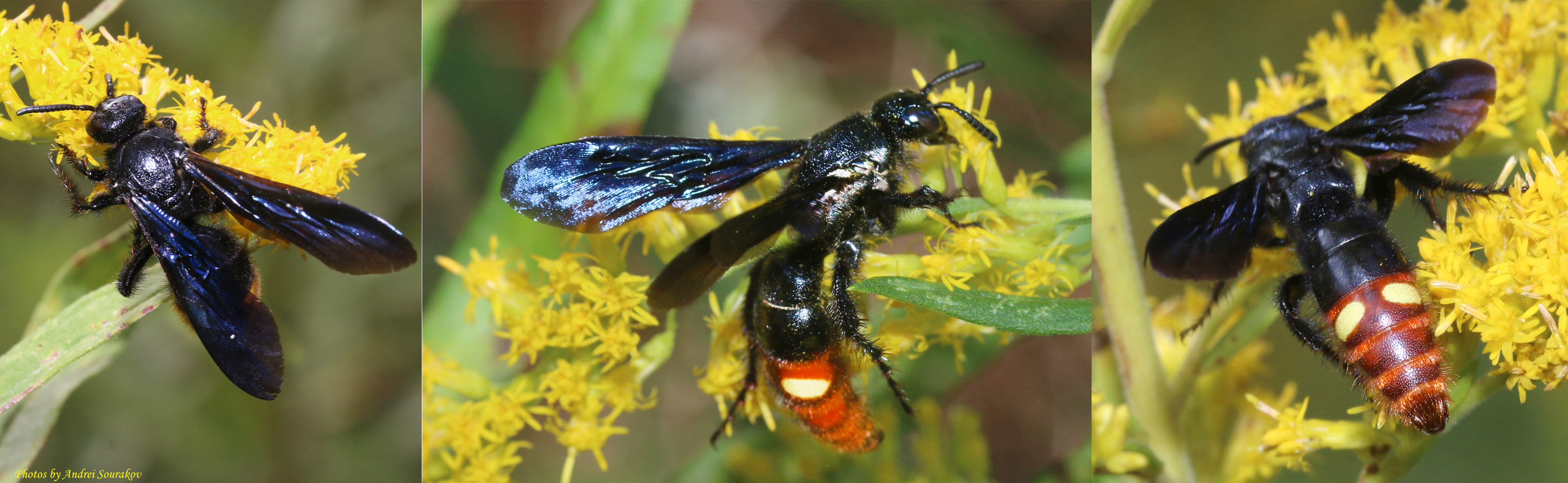 Triptych image of the Scoliid Wasp. Black ivory upper body and wings with an brown-orange abdomen