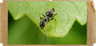 A micro photo white-footed ant, <em>Technomyrmex difficilis</em>, on a plant leaf.