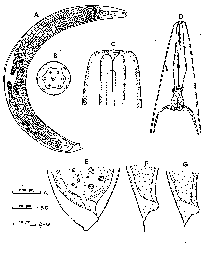 ENTOMOPATHOGENIC NEMATODES