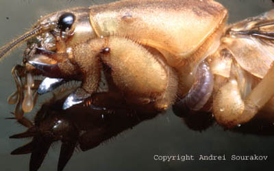 developing Larra bicolor wasp