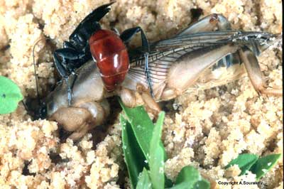 adult larra bicolor wasp