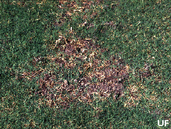 mole cricket damage to lawn