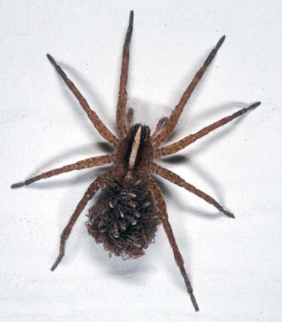 where do wolf spiders live