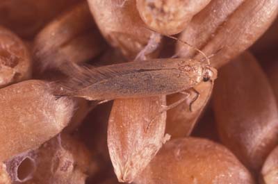 angoumois grain moth