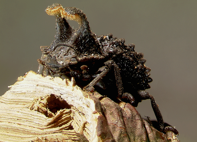 Bolitotherus cornutus male fungus feeding Tenebrionidae 