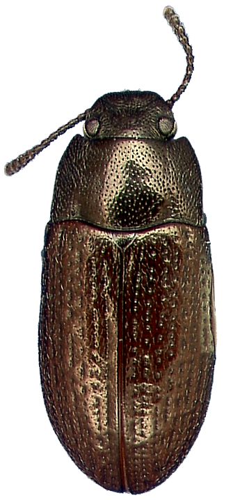 Blapstinus metallicus (Fabricius)