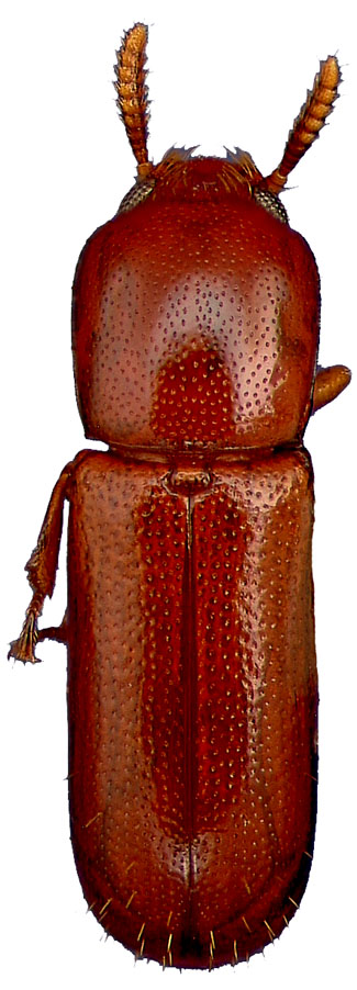 Corticeus thoracicus (Melsheimer)