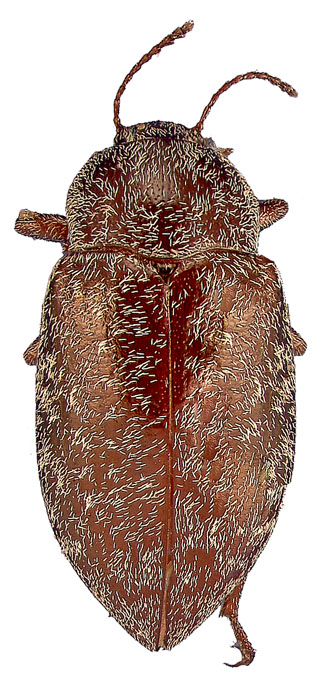 Epitragodes tomentosus macilentus Casey