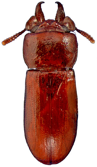 Gnatocerus cornutus (Fabricus) male