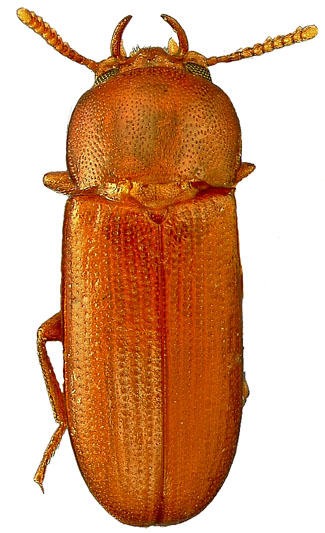Gnatocerus maxillosus (Fabricius)