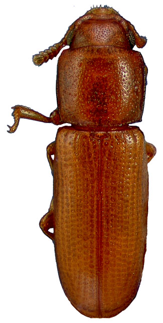 Palorus cerylonoides (Pascoe)