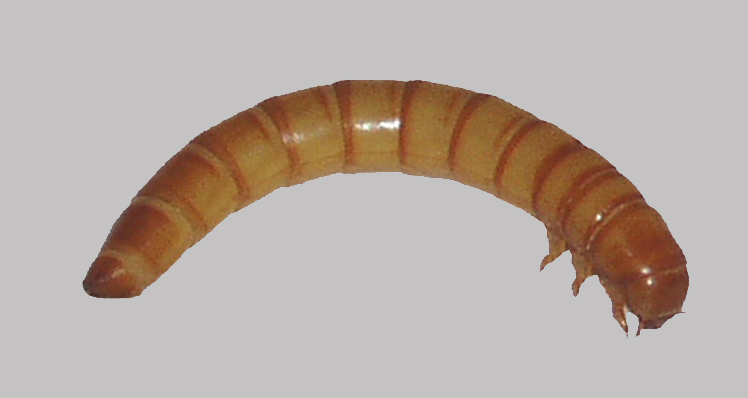 Tenebrio larvae