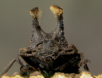 forked-fungus beetle Bolitotherus cornutus