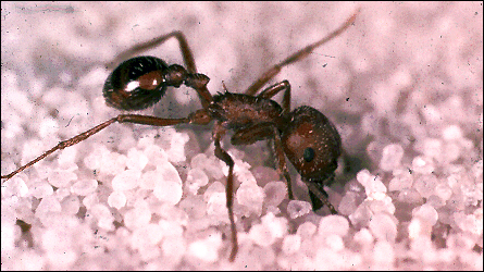 Adult worker of Pogonomyrmex