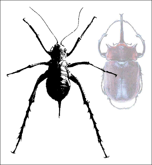 composite of Giant Weta and Megasoma e. elephas